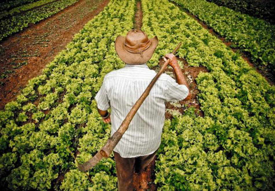 Seguro Penhor Rural ajuda no acesso ao crédito agrícola no Brasil