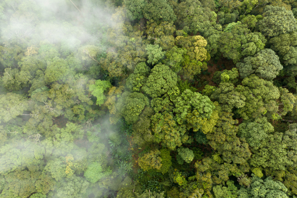 Mercado de carbono impulsiona novas oportunidades para o setor segurador